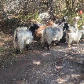 After Bhimtang Manaslu circuit Trek